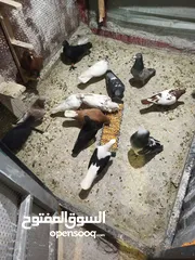 2 حمام بيع مستعجل للبيع