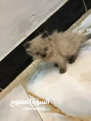  7 قطط هملايا للبيع