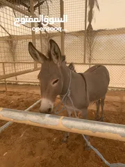  3 Donkey Not gelded