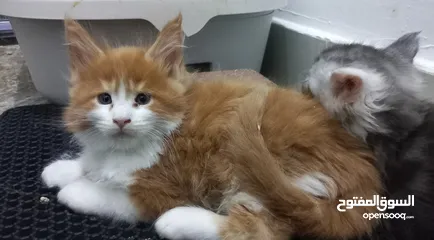  3 Mainecoon pure cat