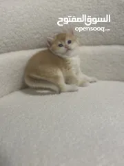  4 قطط صغيرة برتيش للبيع