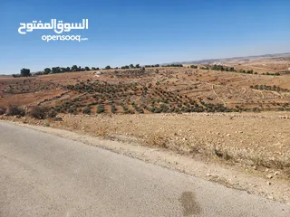  3 30 دنم جرش قفقفا طريق اربد عمان
