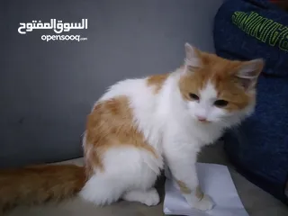  1 قطه للبيع جميله ولطيفه لدي يسعر مغري