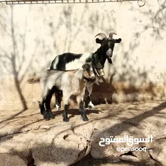  7 عنزتين وتيس البينو اصلي للبيع