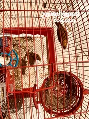  1 كناري جوز شغال جوز حب شغال