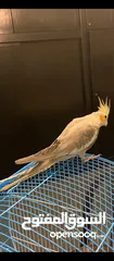  3 ببغاء كوكتيل
