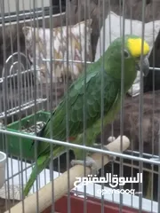  4 يلو كراون   حجم جانبو ريش كامل برخبط كلمات اكتير