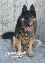  1 كلاب الجيرمن شبر المميزة