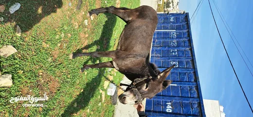  1 حمار للبيع موجود بالخليل _حلحول