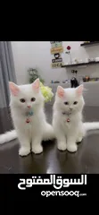  2 قطط شيرازية لطيفة جدا للبيع