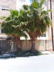  1 نخيل 3 الى 4 متر