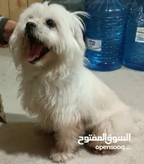  4 كلب مالطي كثيف الشعر