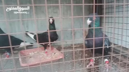  3 مساويه سود