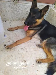  1 كلبة انثى جيرمن