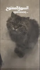  1 بسه للتبني ضايعه من صاحبها
