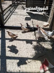  13 فراخ حمام البيع