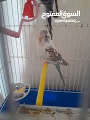  3 ثلاث عصافير بادجي (حب) للبيع
