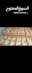  2 صوص لاحم / تسمين موجود اسبوعيا