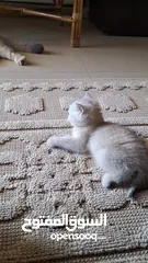  23 kittens for sale 60 days old    Scottish.