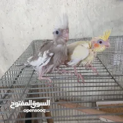  1 فراخ كوكتيل للزق اليدوي