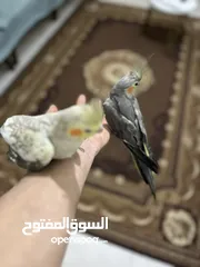  4 كوكتيل مروض