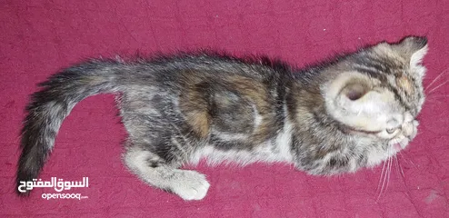  19 قطط سكوتش دبل فولد تابي اناث مون فيس
