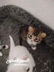  4 قطط شيرازي للبيع موجودين في عناتا