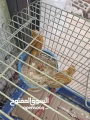  2 جوز كنار موارديات نخب أهالي فراخ شغالات ميه بالميه تحتيهم حاليآ فرخ كان تحتيهم 4 بس لقيت العش واقع