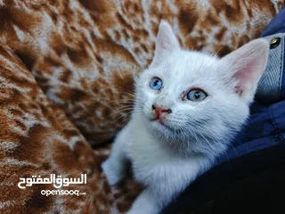  2 قطة شيرازي ابيض