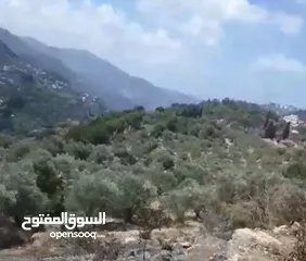  5 Olive Land For sale ,Deir el Qamar/كرم زيتون للبيع ديرالقمر