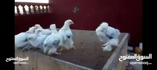  1 مطلوب صيصان براهما تواصل خاص الرقم مفصول..