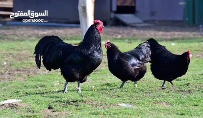  26 صوص لوهمان براون الالماني Lohman Brown  السلالة الاصلية