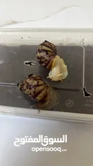 3 حلزون افريقي  African snail