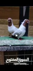  2 جوز ارباش اصفر شغال مكفول