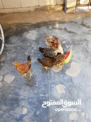  4 متاح دجاجات عرب