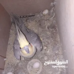  4 جوز كوكتيل