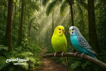  1 مطلوب غرف عصافير كوكتيل وروز للبيع بأسعار معقوله