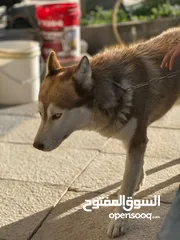  5 كلب هاسكي اشقر العمر 10 اشهر للبيع