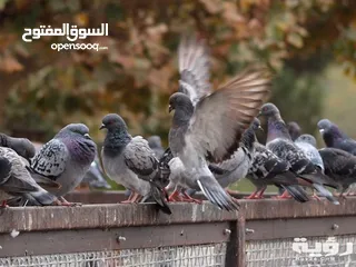  3 طيور حمام للبيع بسعر مغري جدا