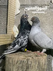  2 جوزين حمام نوري ازرق وذباني