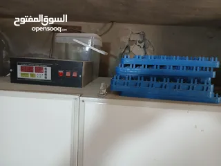  2 فقاسه اتوماتيك