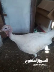  2 فسيفس للبيع ذكر ونثاية ثنين