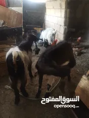  2 جديان للبيع