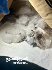  7 Ragdoll/Himalayan Breed Kittens