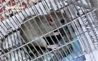  26 فخ مصيدة و قفص    فئران و جرادين و سحالي فوريه خلال دقائق فار فأر