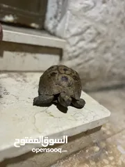  3 سلحفه للبيع