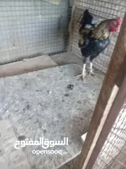  2 جاوه باكستاني