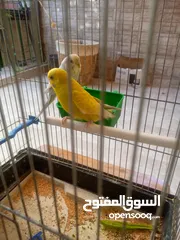  2 عصفير حب                           ا        ر.