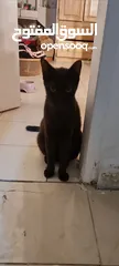  3 قط للتبني cat for adoption