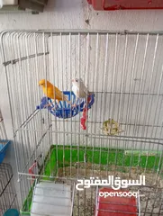  1 أكثر من 14جوز  موجود أكثر من20مخلف